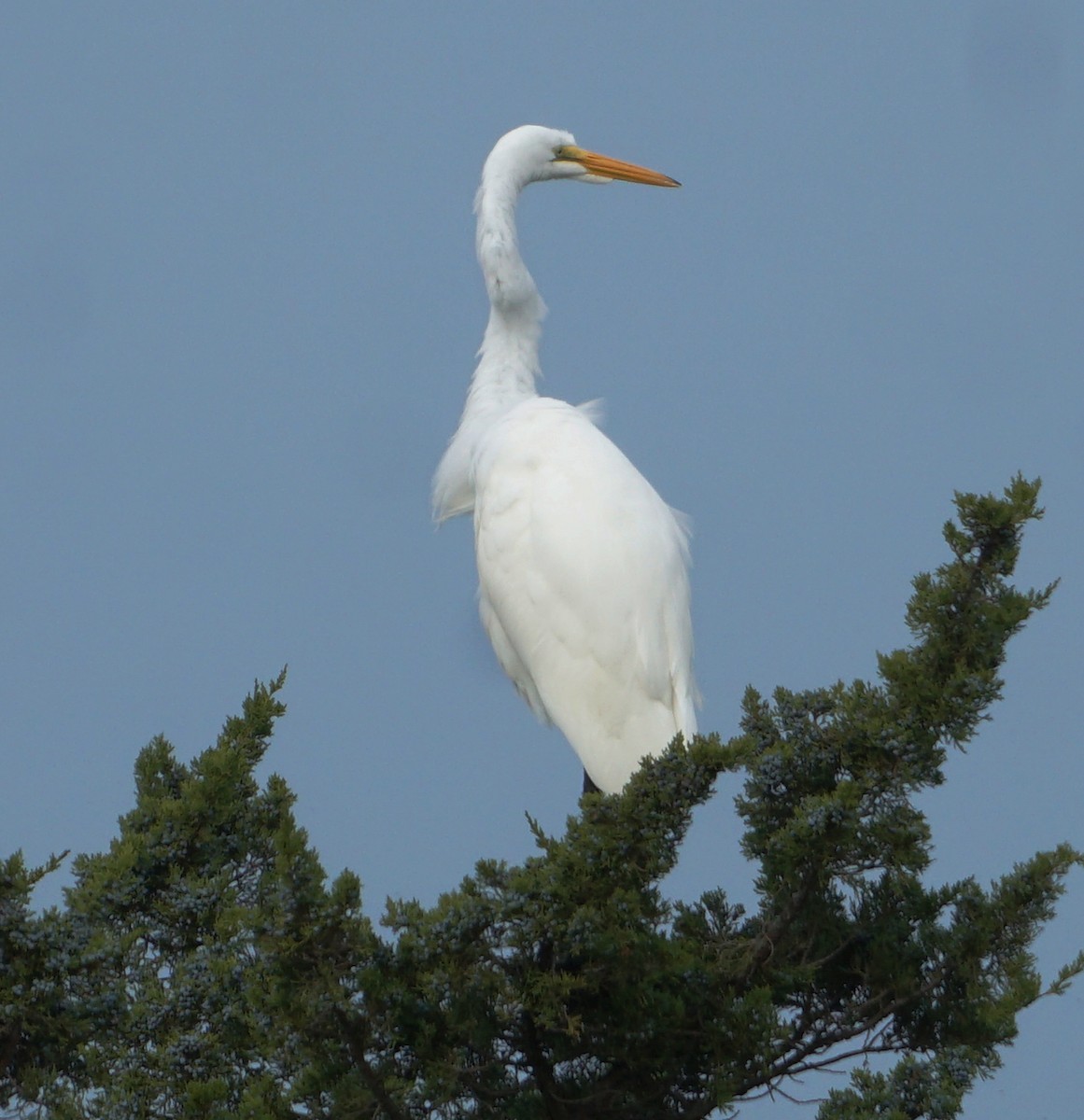 Grande Aigrette - ML610436088