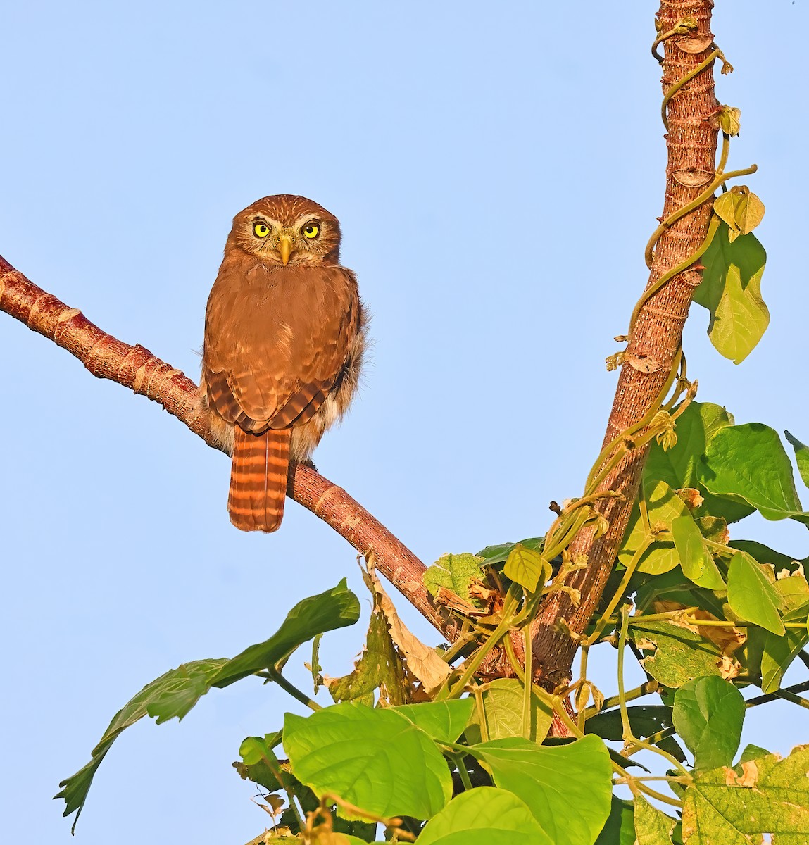 Ferruginous Pygmy-Owl - Greg Homel