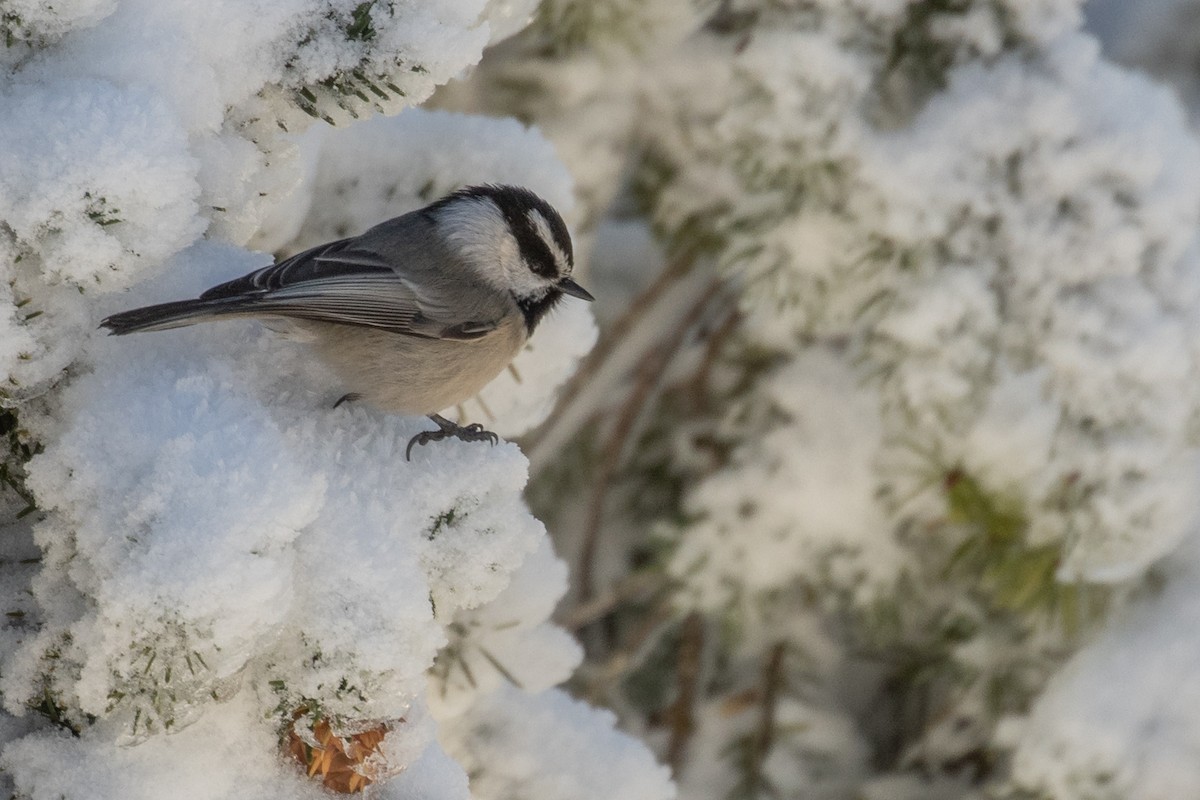 Mountain Chickadee - Kyle Landstra