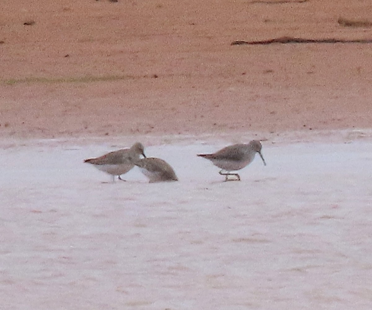 Stilt Sandpiper - ML610436233