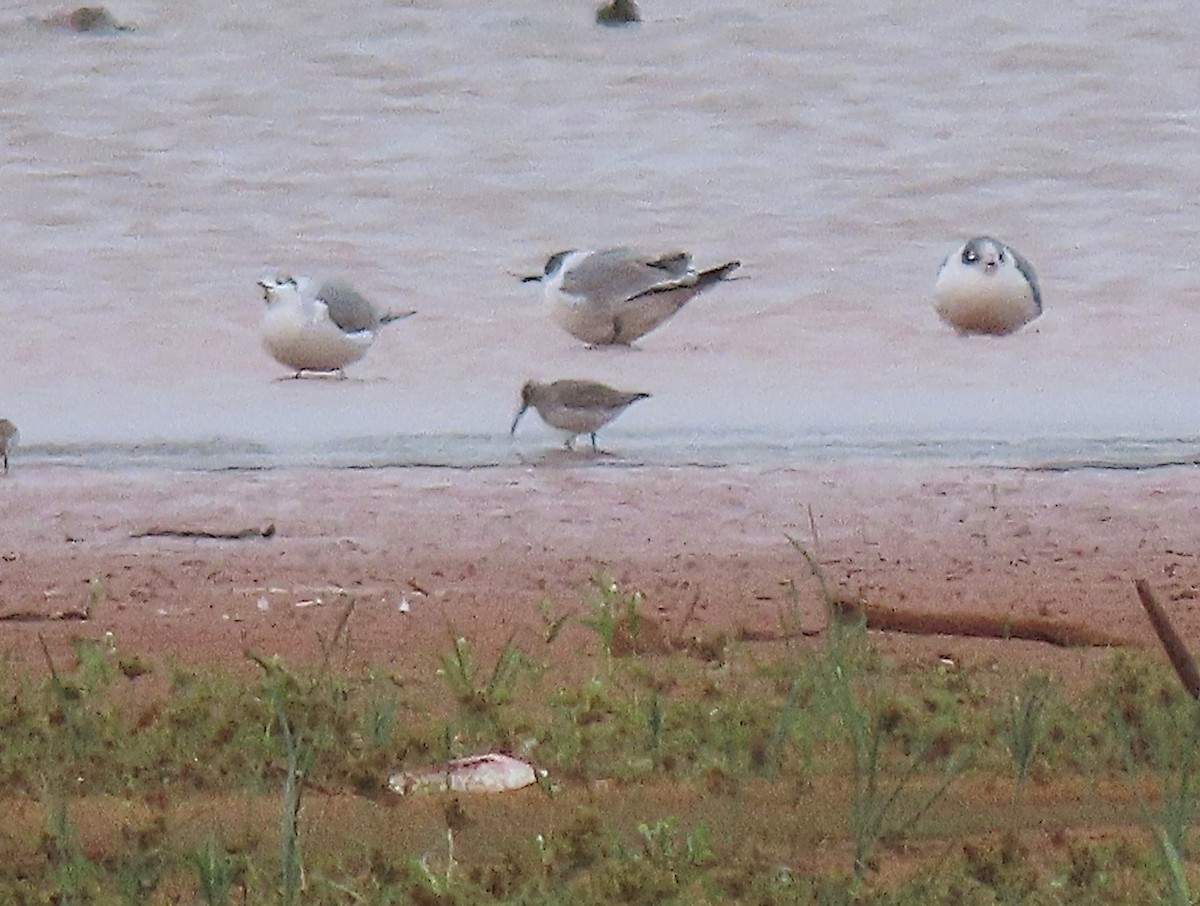 Dunlin - Scott Loss