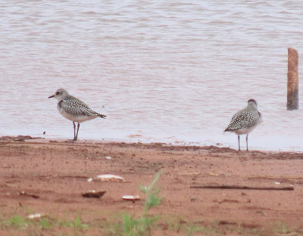 Black-bellied Plover - ML610436266