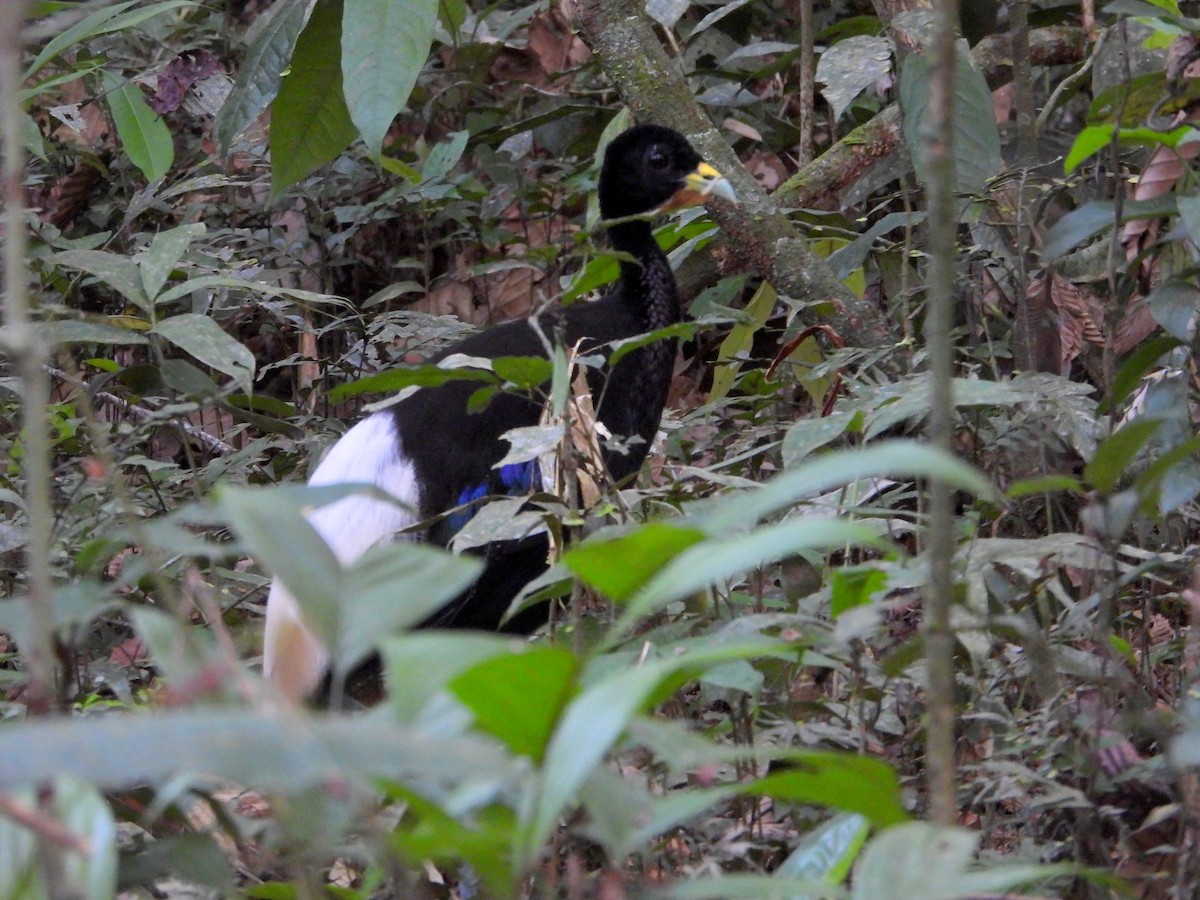 Pale-winged Trumpeter - bob butler