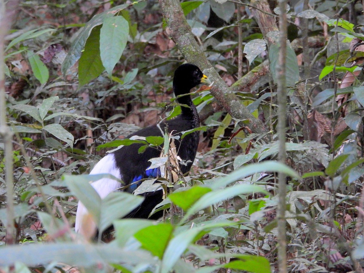 Pale-winged Trumpeter - bob butler