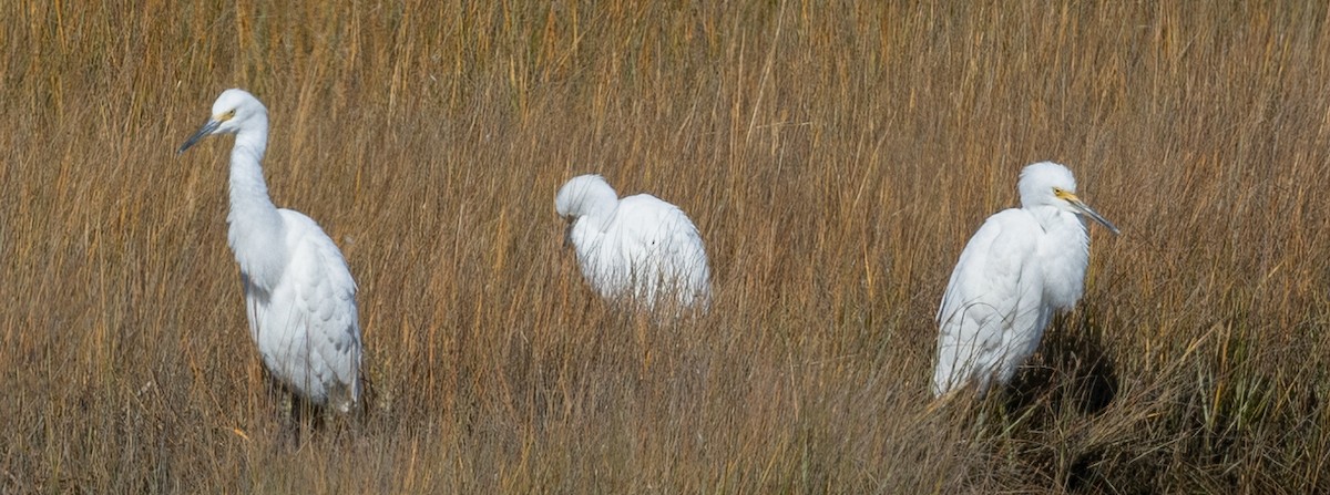 Snowy Egret - ML610436441