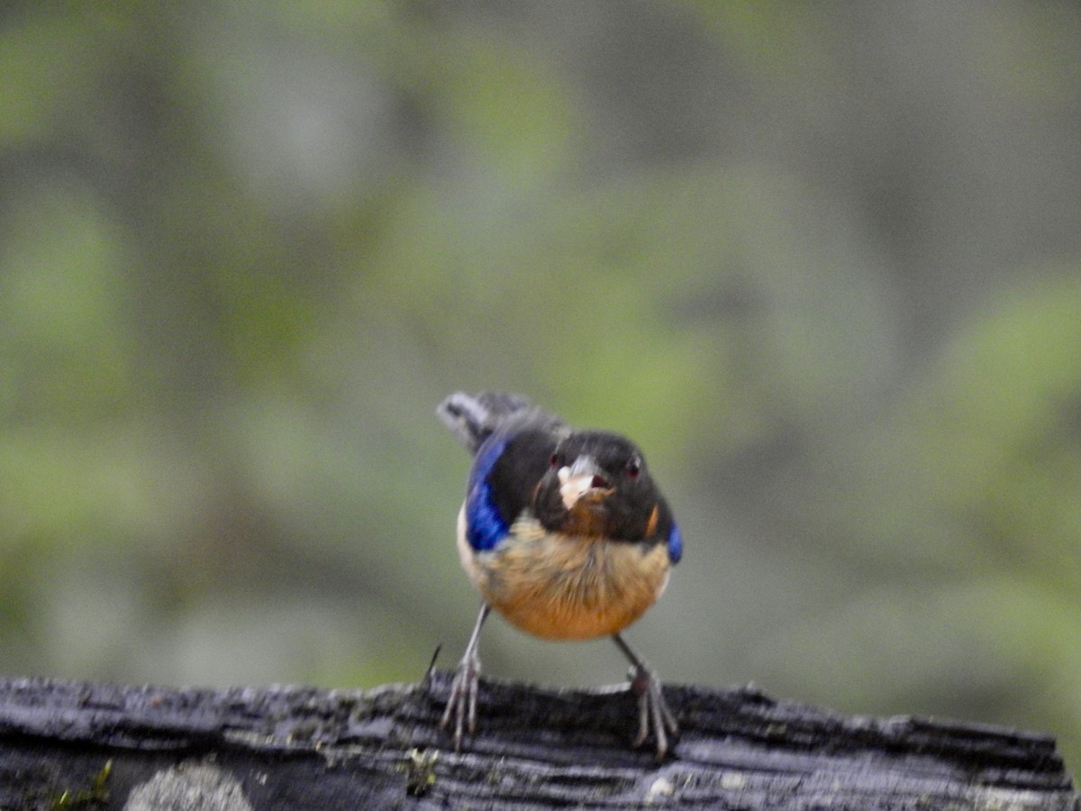 Golden-collared Honeycreeper - Kurt Schwarz
