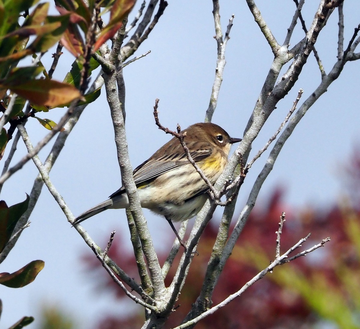 Yellow-rumped Warbler - ML610436725