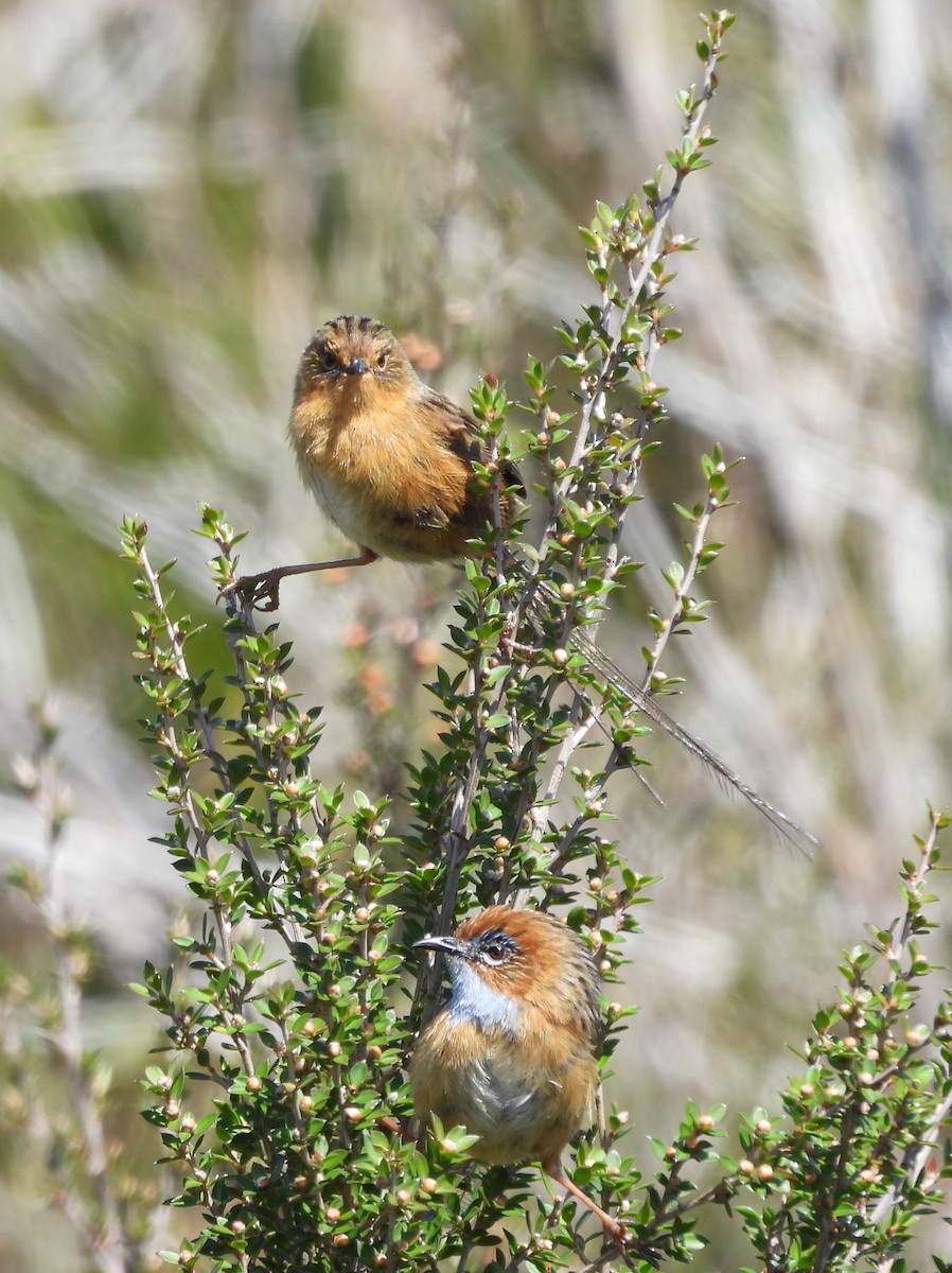 Southern Emuwren - ML610436753