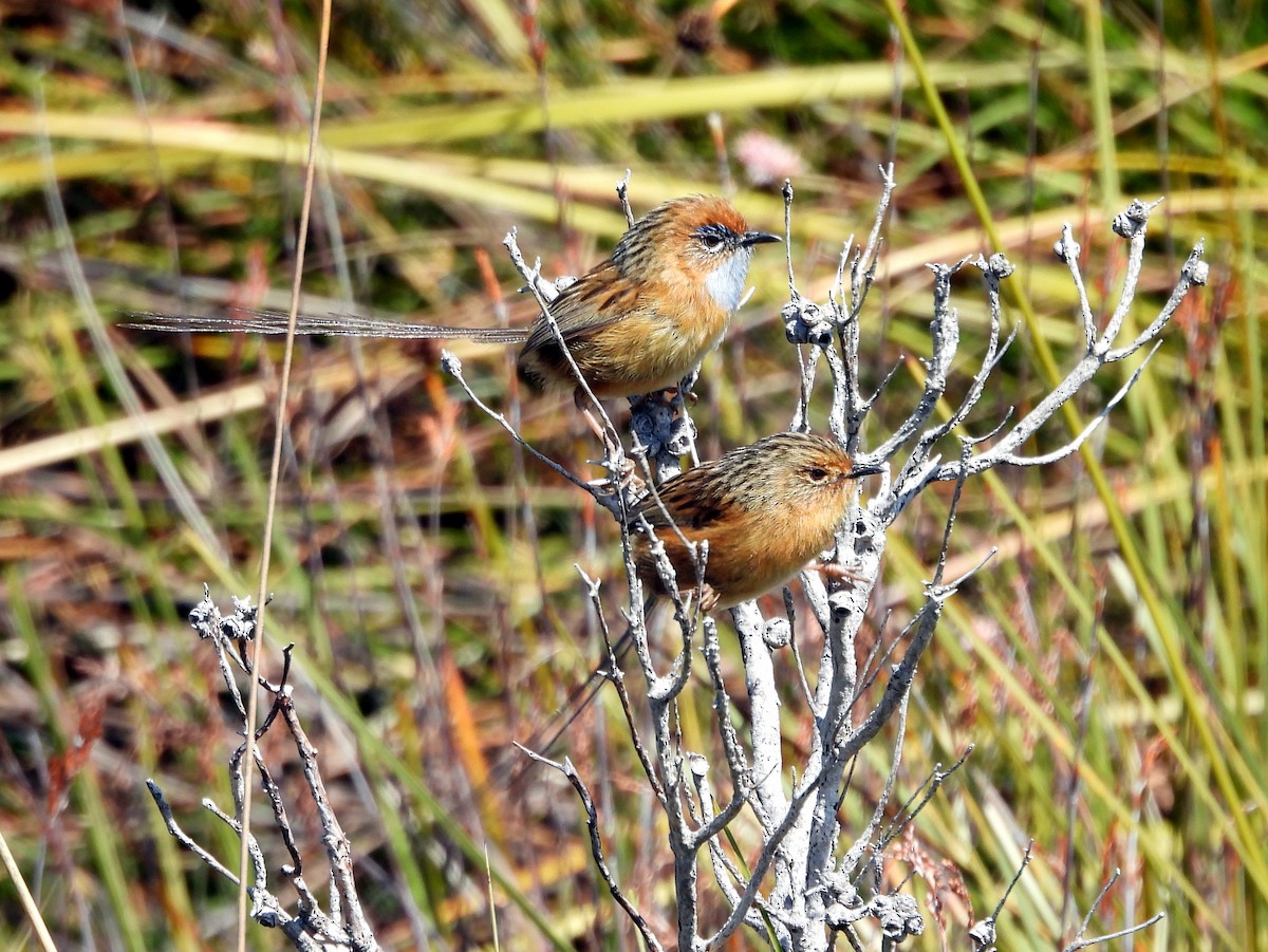 Southern Emuwren - ML610436754