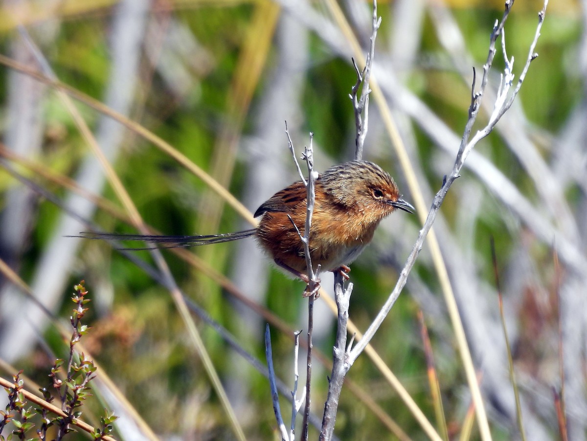 Southern Emuwren - ML610436755