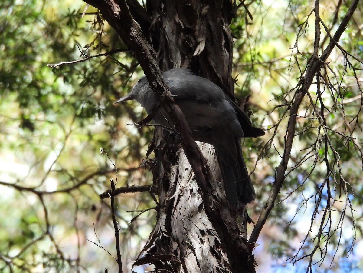 Gray Shrikethrush - ML610436816