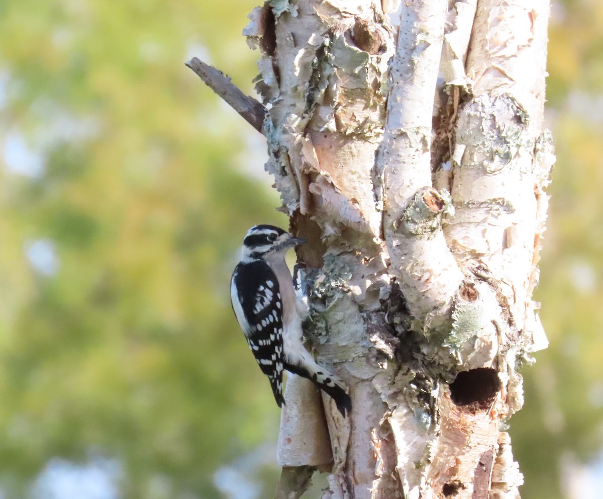 Downy Woodpecker - ML610436897