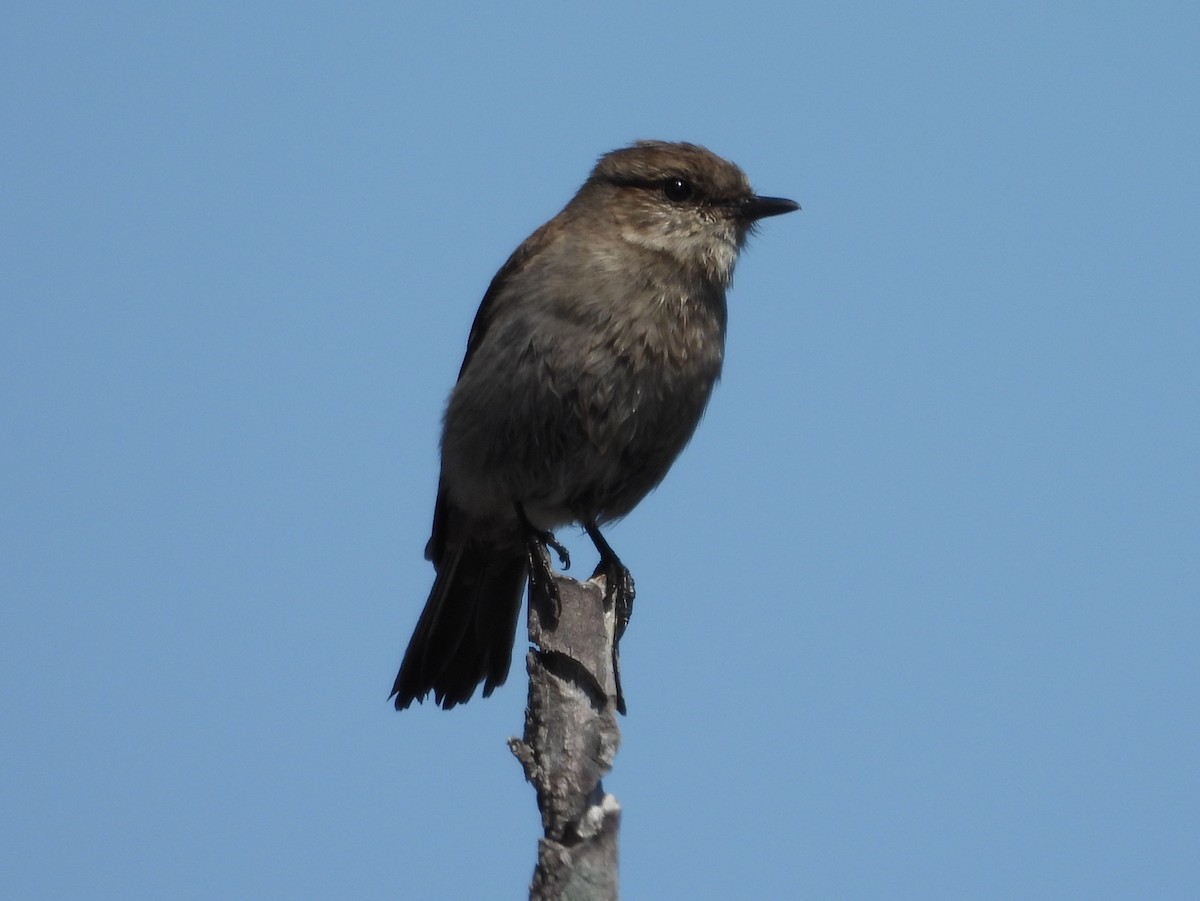 Dusky Robin - ML610436907