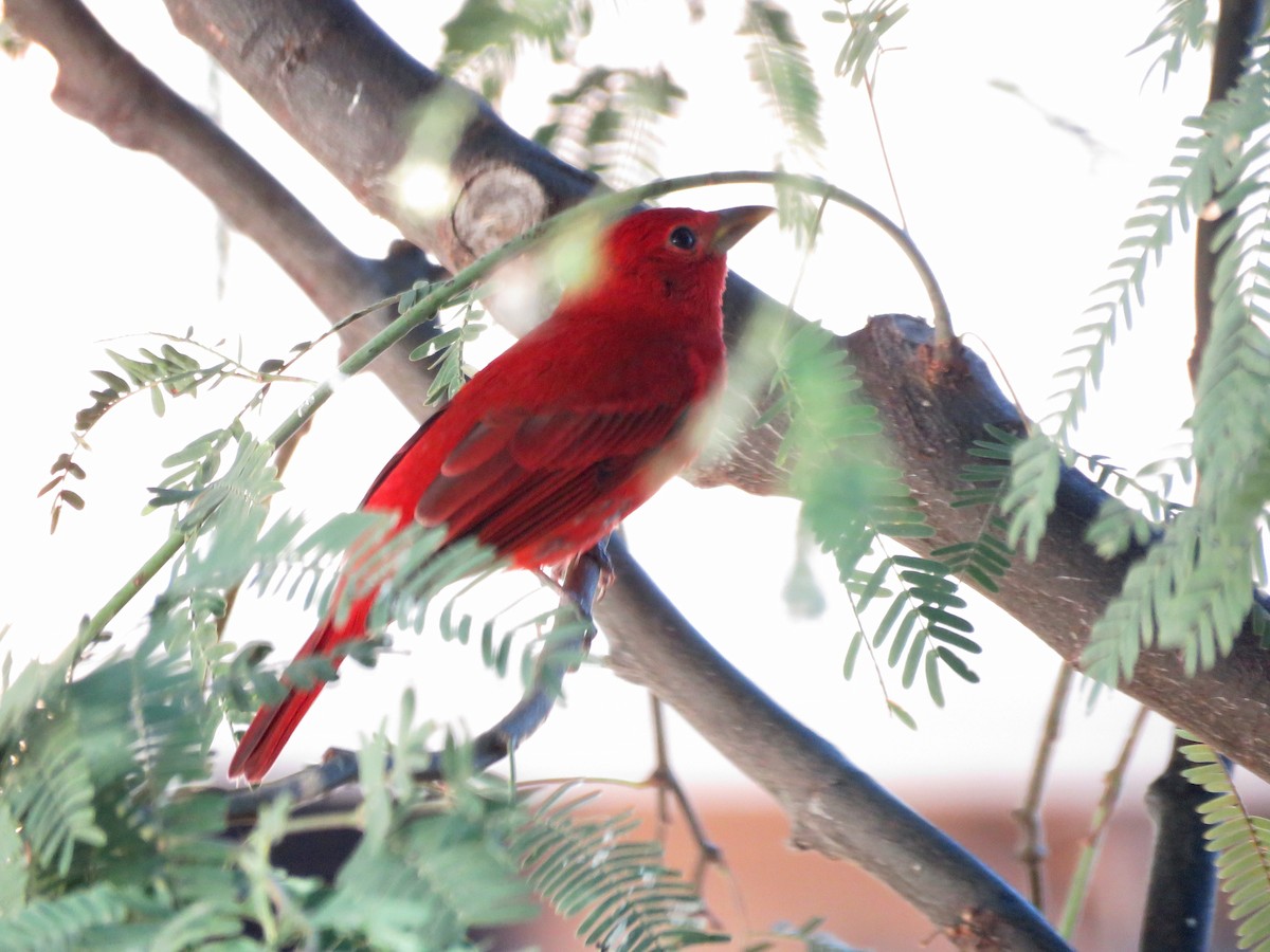 Summer Tanager - John Yerger