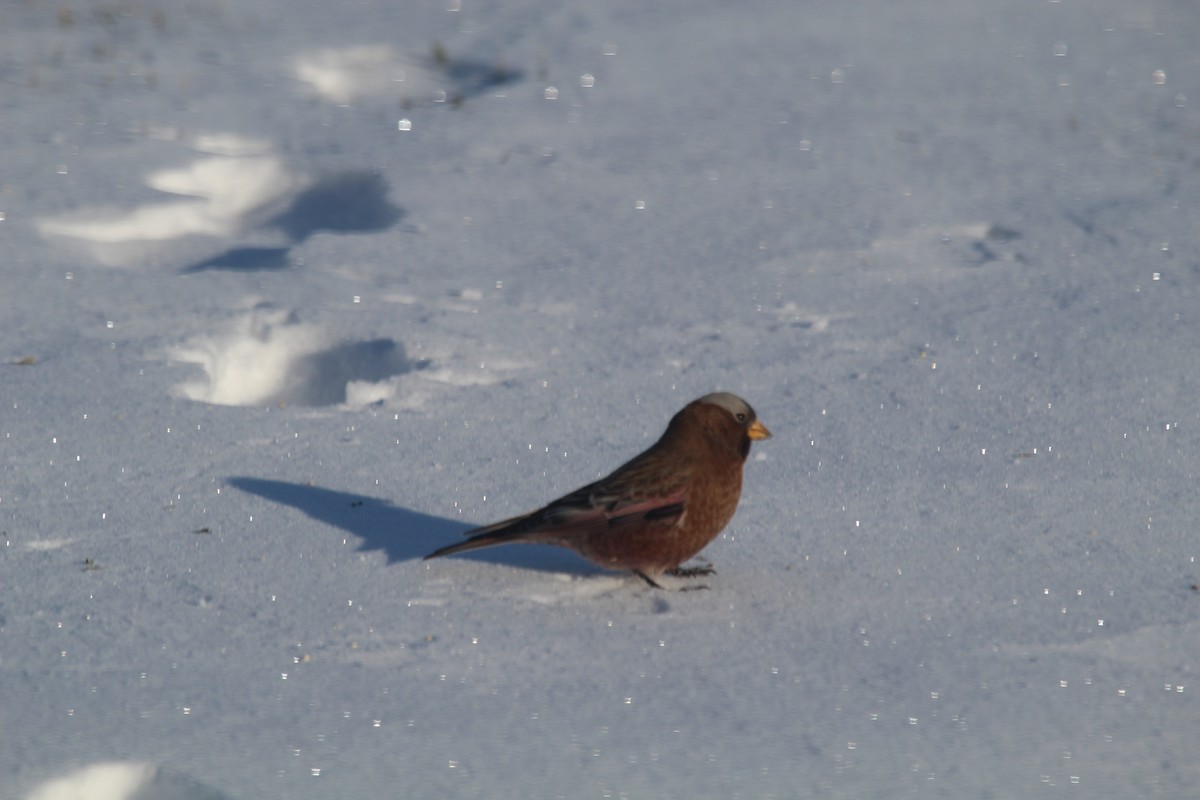 Gray-crowned Rosy-Finch - Nate Pow