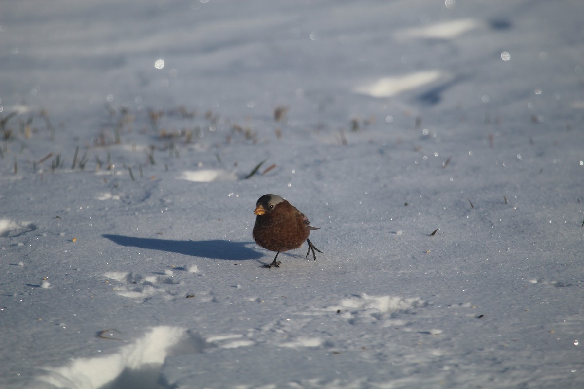 Gray-crowned Rosy-Finch - ML610436984