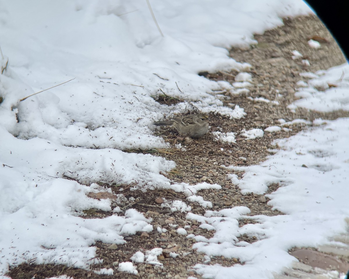 Golden-crowned Sparrow - ML610436998