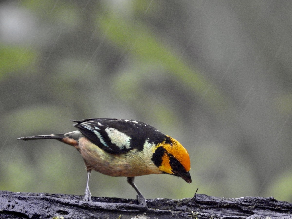 Flame-faced Tanager - Kurt Schwarz