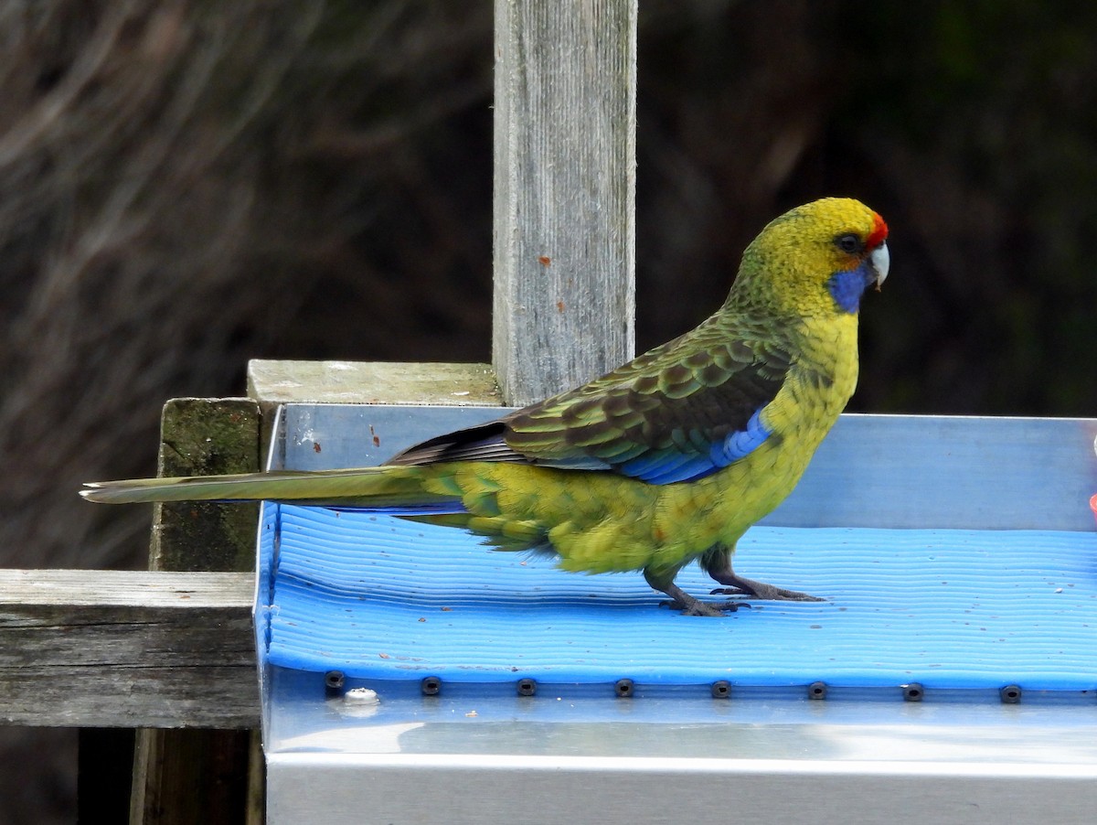 Green Rosella - ML610437375