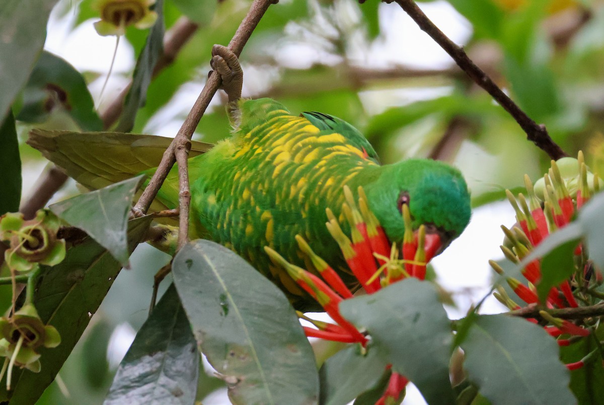 Scaly-breasted Lorikeet - ML610437401