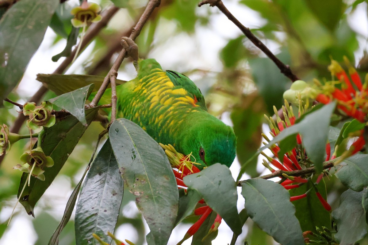 Scaly-breasted Lorikeet - Sonia Boughton
