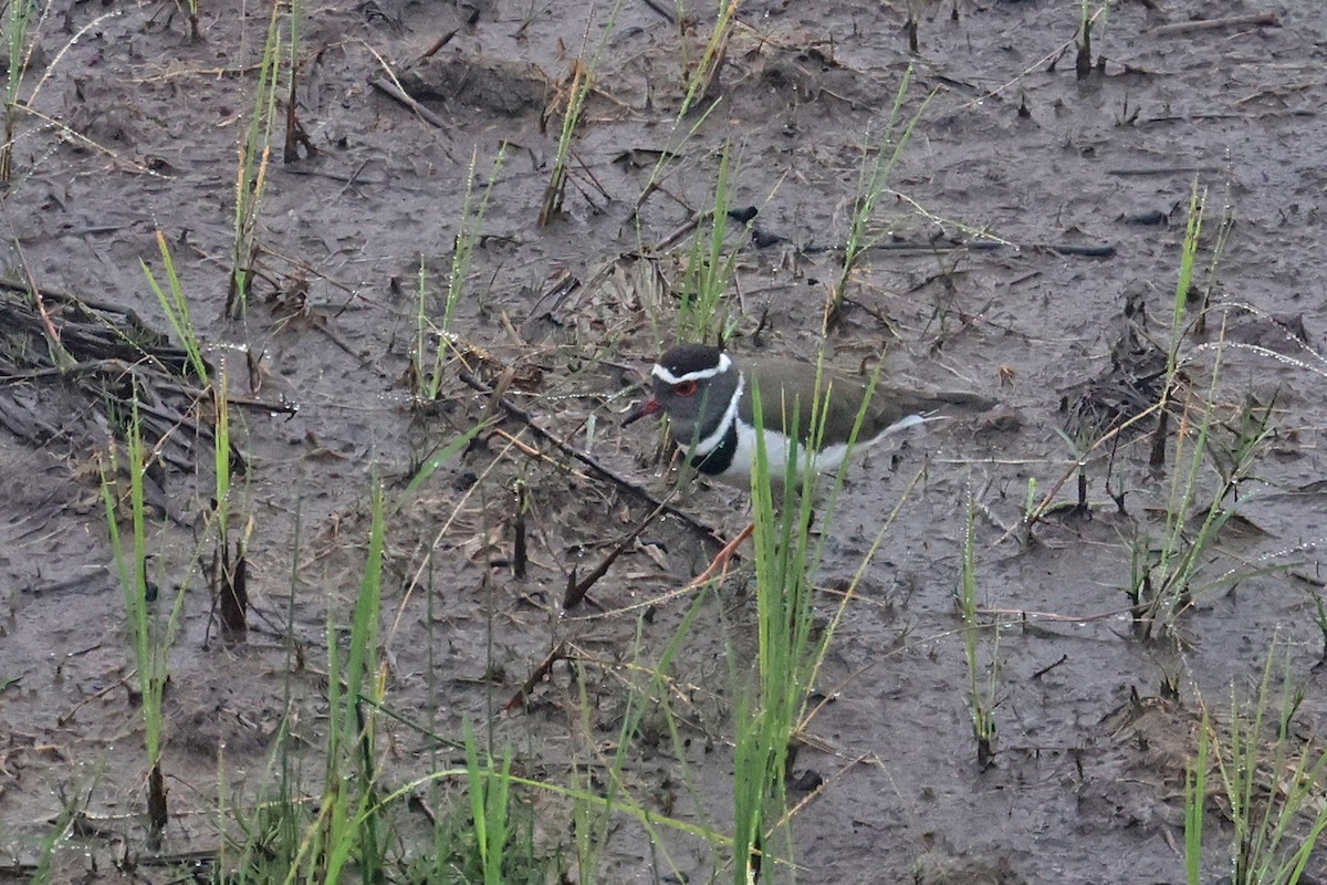 Three-banded Plover (Madagascar) - ML610437434