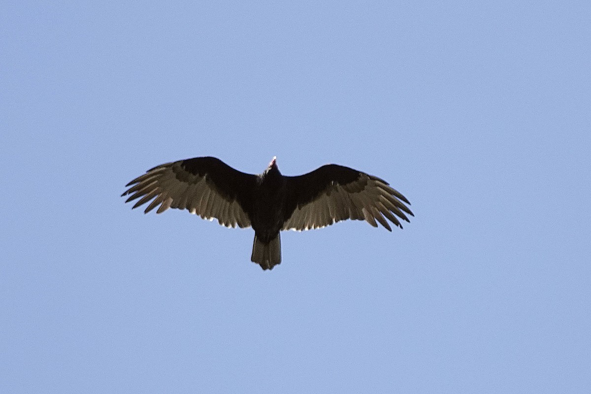 Turkey Vulture - ML610437516