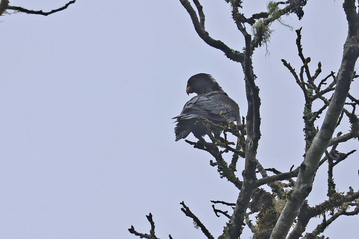 Lesser Vasa Parrot - ML610437540