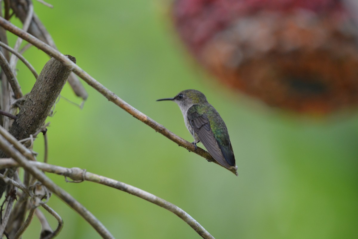 Vervain Hummingbird - Clark Jeschke