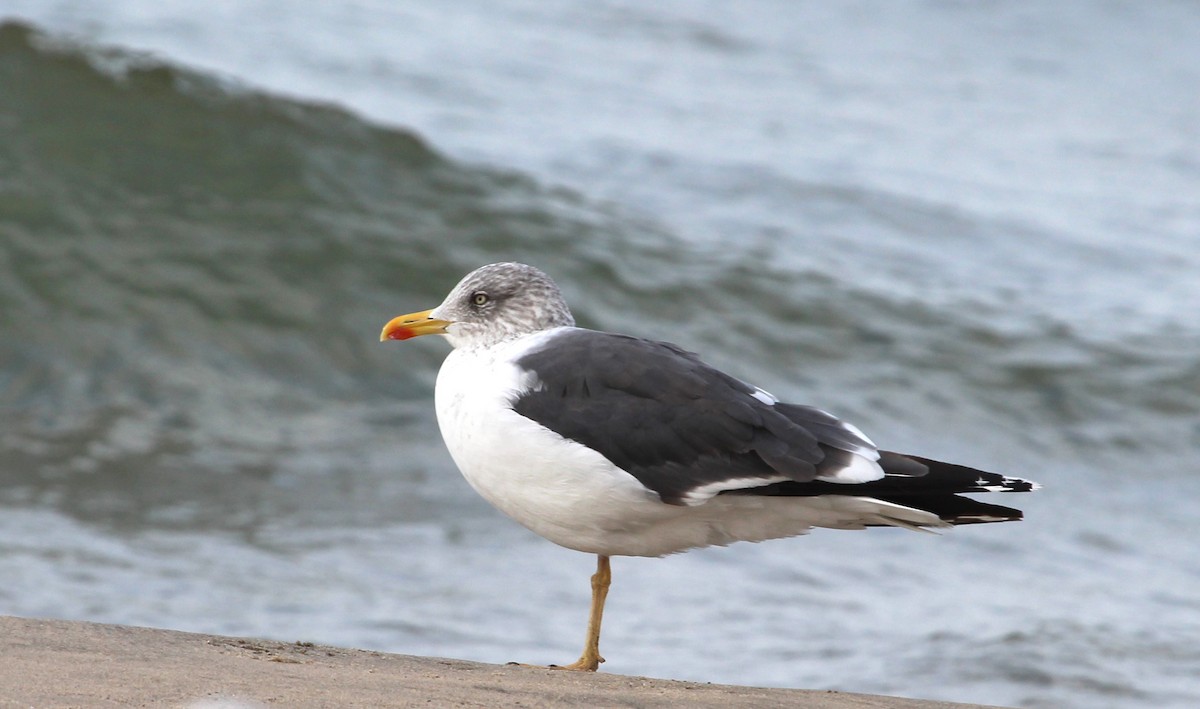 Lesser Black-backed Gull - Bradley Anderson