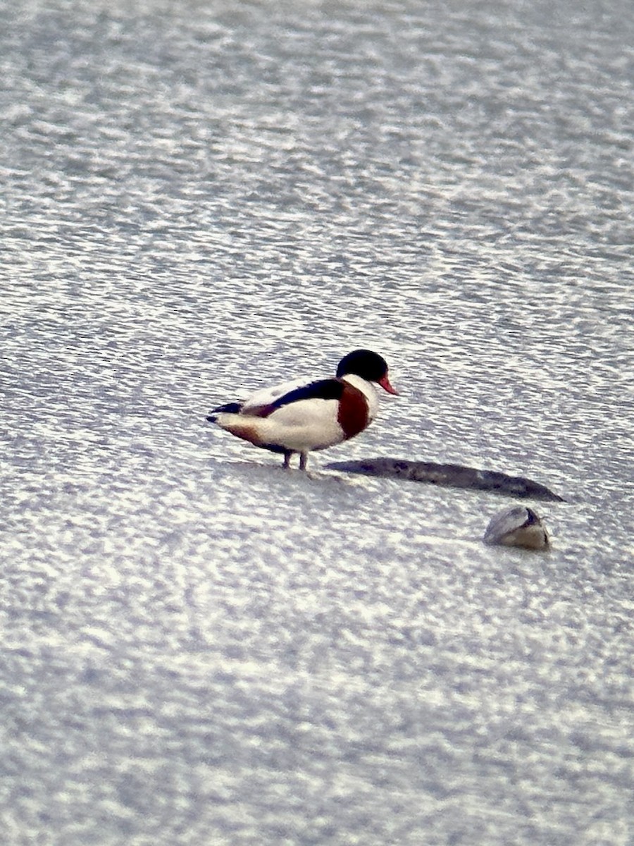 Common Shelduck - ML610437730