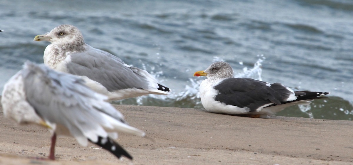 Lesser Black-backed Gull - Bradley Anderson