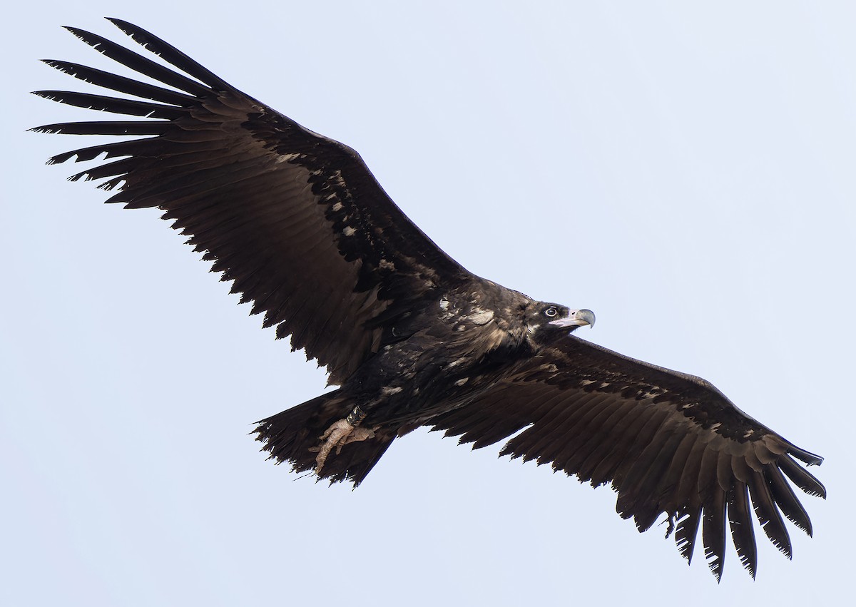 Cinereous Vulture - ML610437841