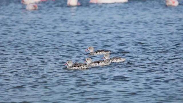 Cape Teal - ML610437861