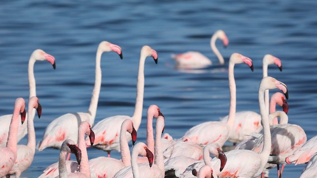 Lesser Flamingo - ML610437871