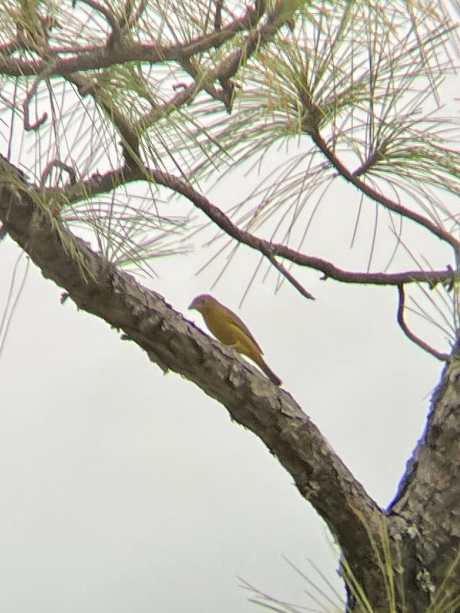 Summer Tanager - ML610437967