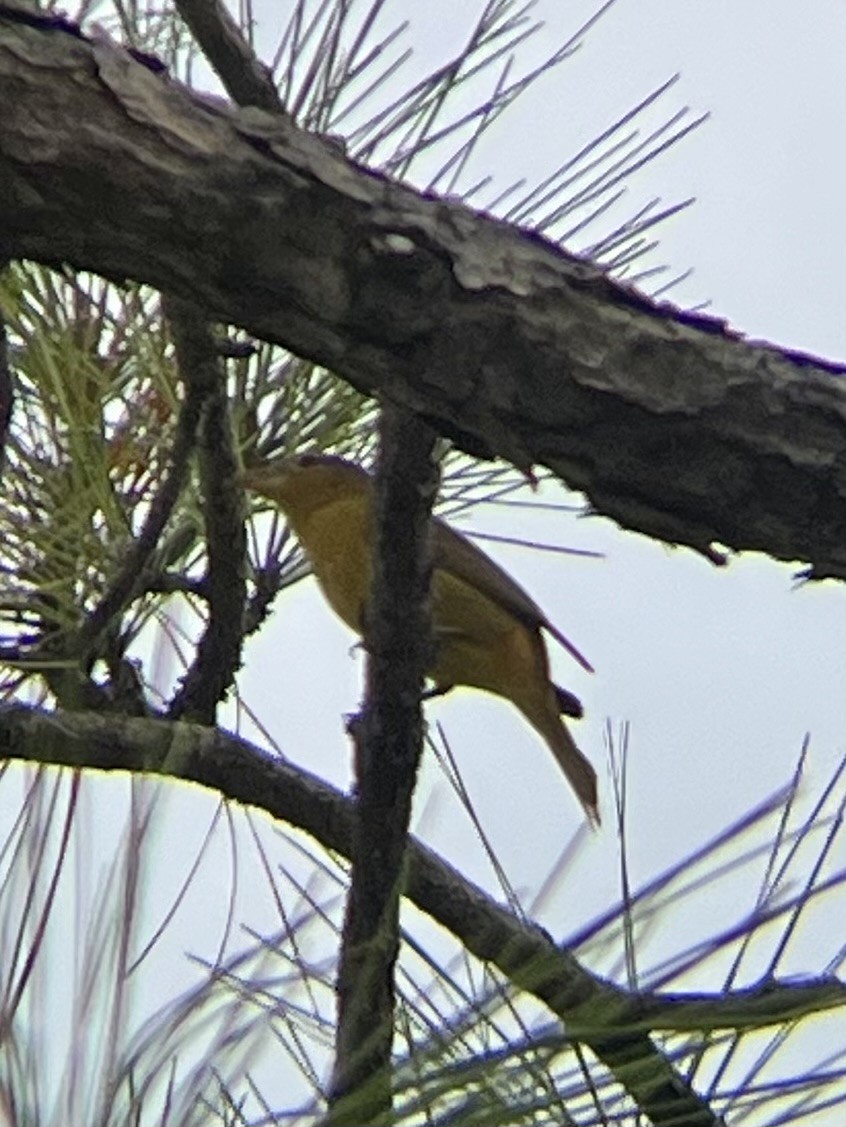 Summer Tanager - ML610437968