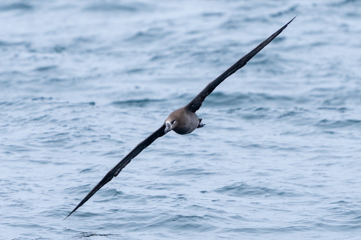 Black-footed Albatross - ML610438058