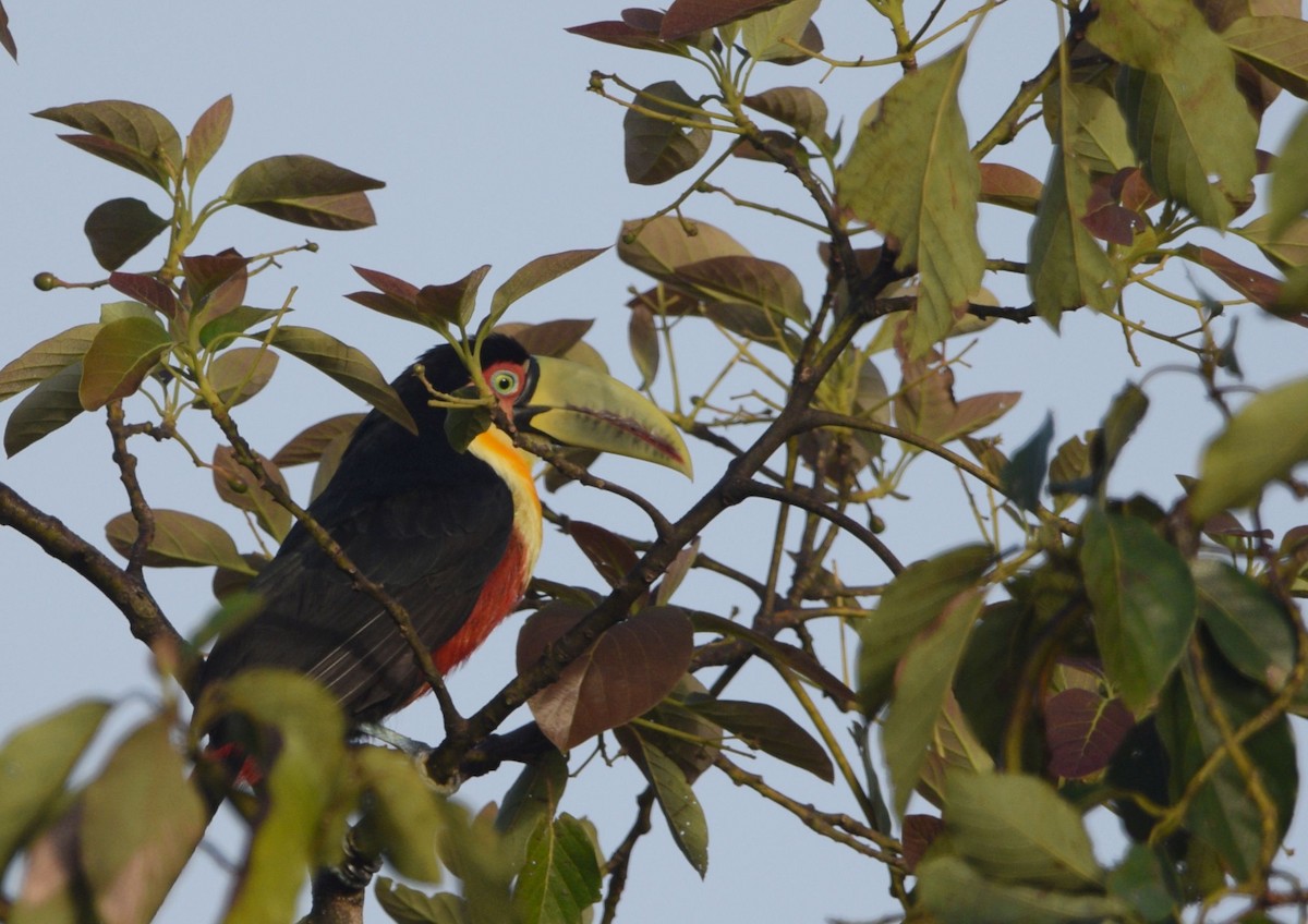 Red-breasted Toucan - ML610438077