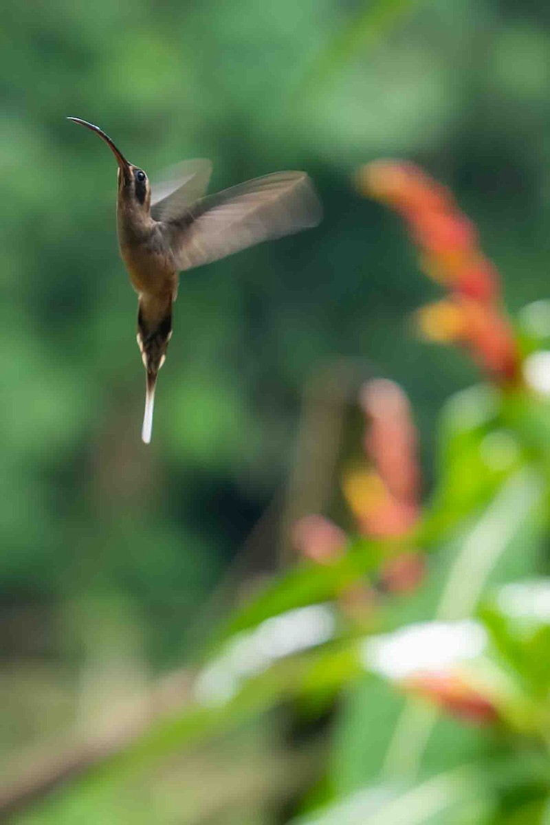 Long-billed Hermit - ML610438122