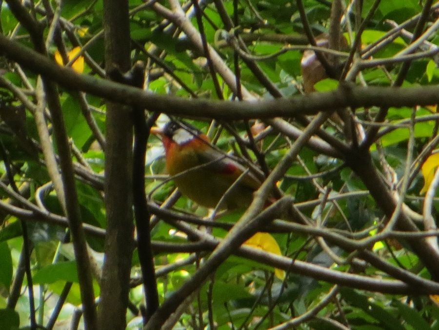 Silver-eared Mesia - Kaichi Huang