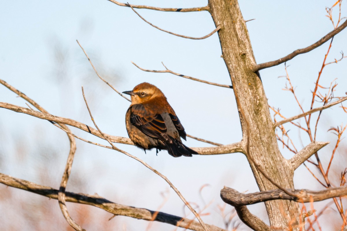 Rusty Blackbird - Boni Edwards