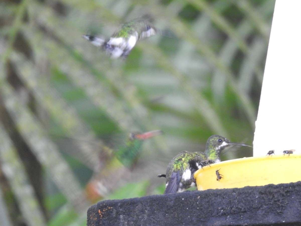kolibřík trnoocasý - ML610438261