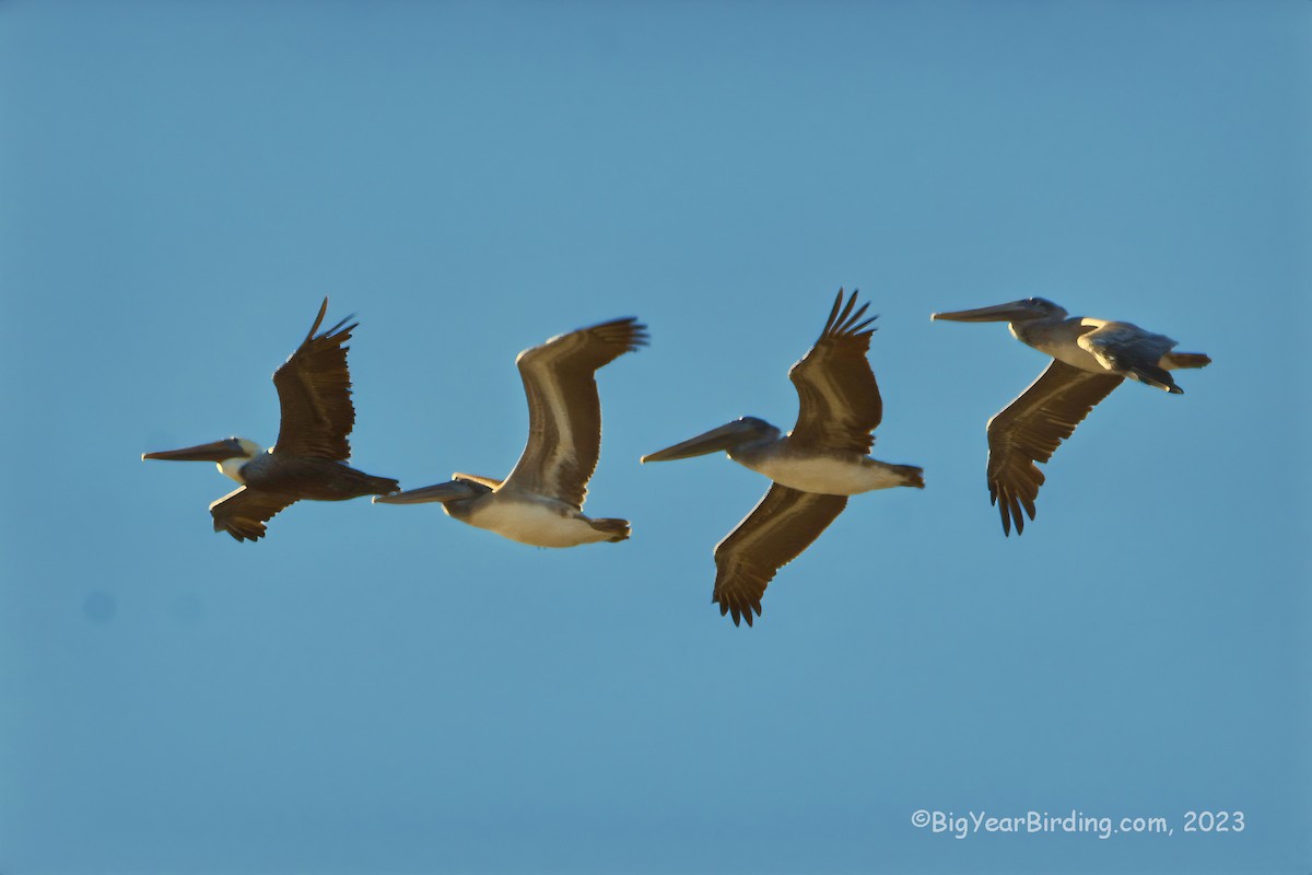 Brown Pelican - Ethan Whitaker