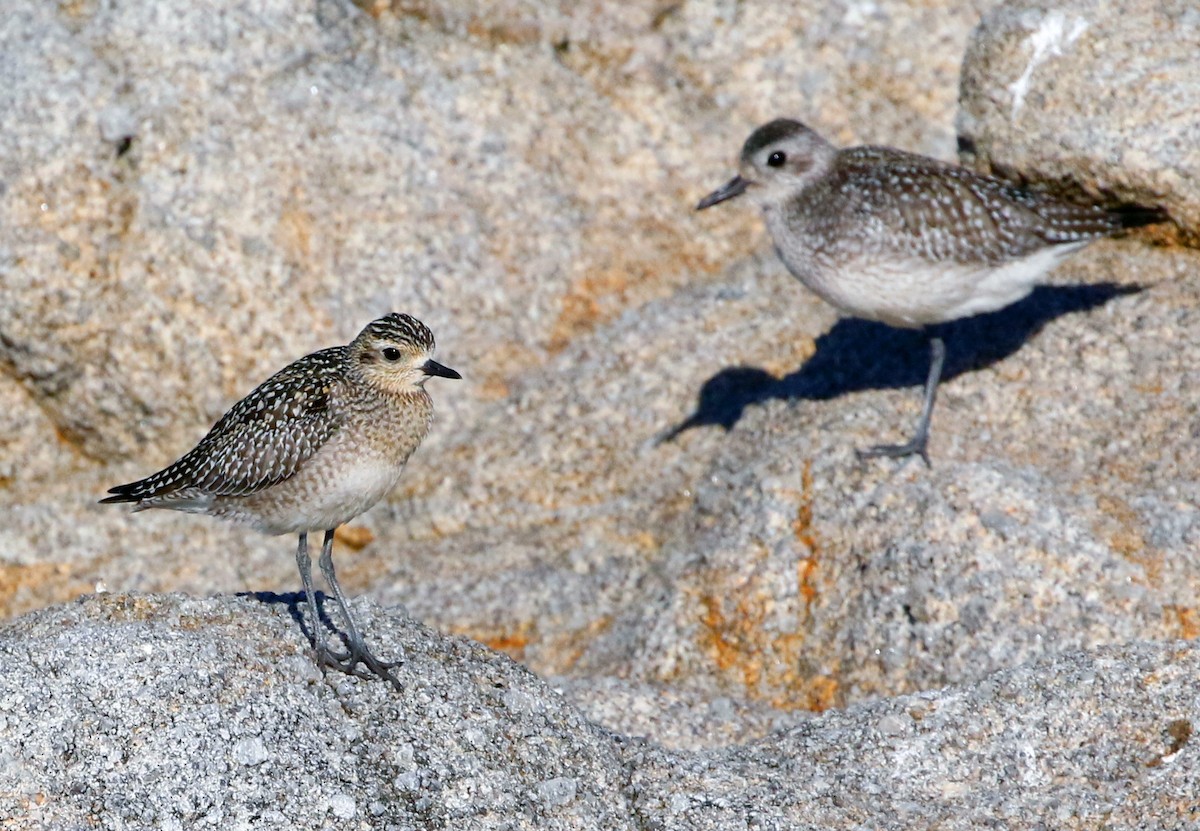 Pacific Golden-Plover - Rita Carratello