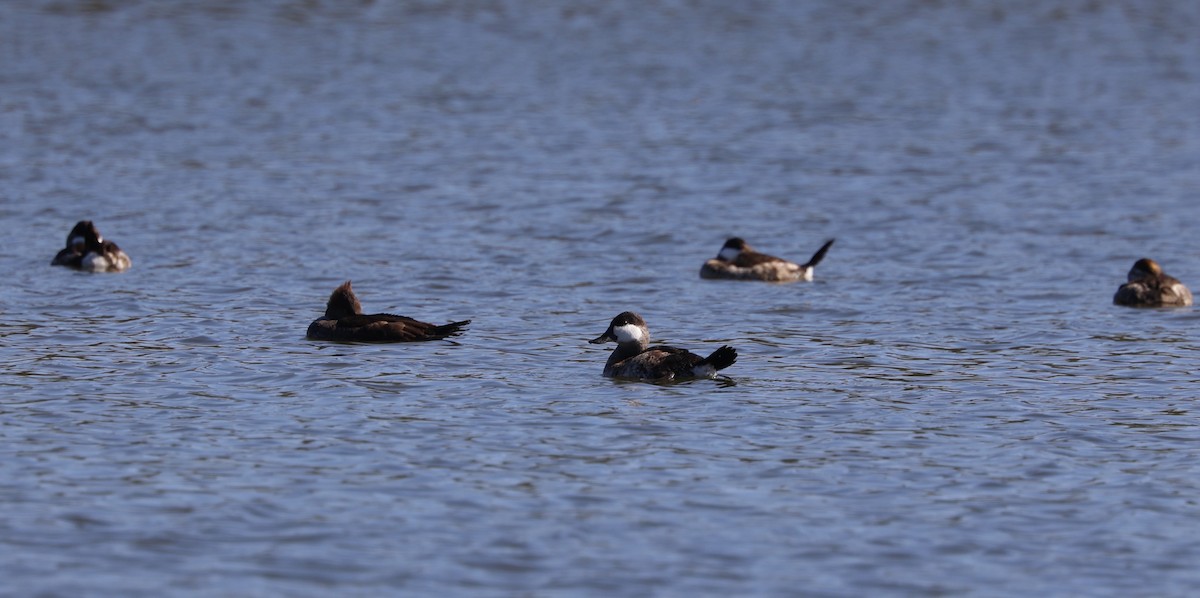 Ruddy Duck - ML610438530