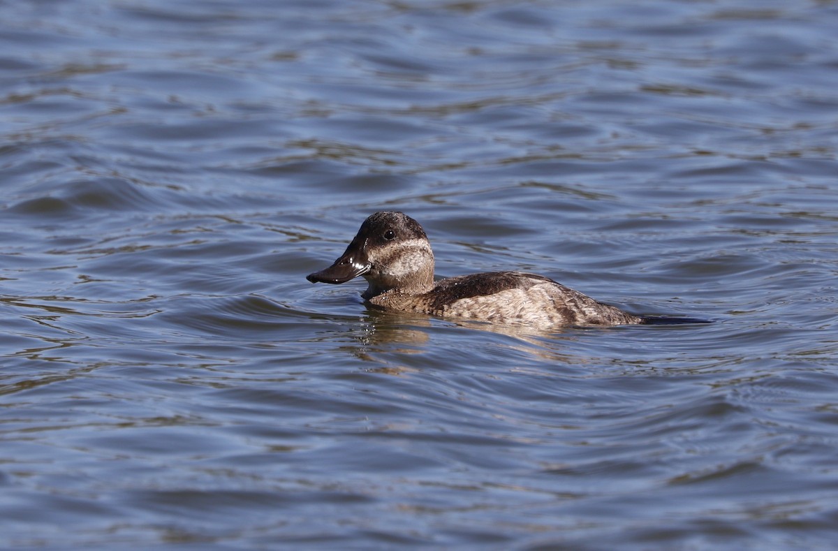 Ruddy Duck - ML610438531