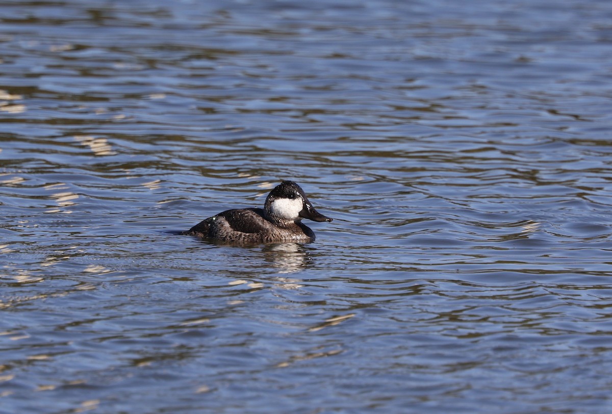 Ruddy Duck - ML610438532