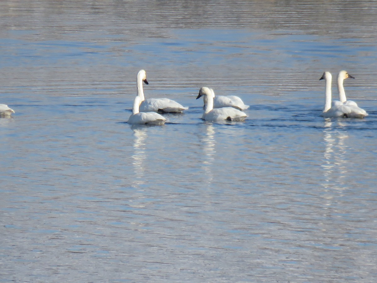 Trumpeter Swan - ML610438577