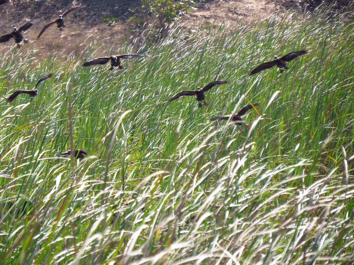 White-faced Whistling-Duck - ML610438678